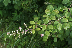 Rubus ulmifolius image