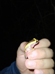 Dendropsophus leucophyllatus
