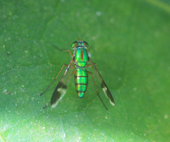 Chrysosoma vittatum