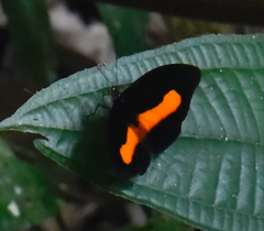 Catonephele acontius acontius