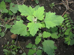 Chenopodium suecicum
