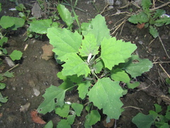 Chenopodium suecicum
