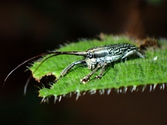 Coleoptera