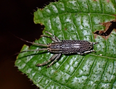 Coleoptera