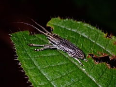 Coleoptera