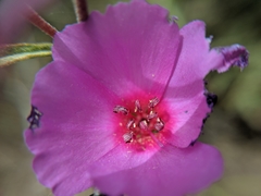 Clarkia rubicunda