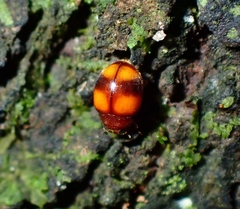 Coleoptera