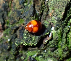 Coleoptera