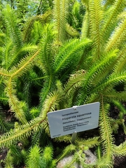 Phlegmariurus squarrosus