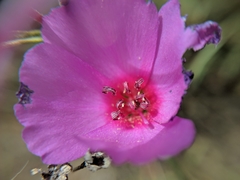 Clarkia rubicunda