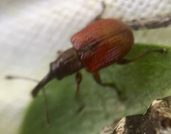 Tatianaerhynchites aequatus