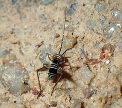 Nisitrus malaya