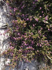 Erica vernicosa