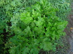 Heracleum sosnowskyi