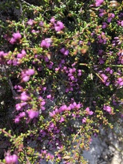 Erica vernicosa
