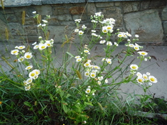 Erigeron annuus