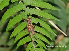 Cardiodactylus guttulus