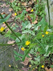 Sonchus oleraceus