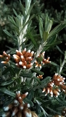 Ozothamnus secundiflorus