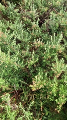 Ozothamnus secundiflorus