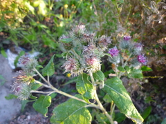 Arctium × ambiguum