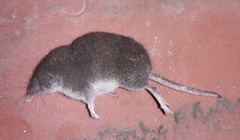 Crocidura suaveolens