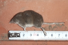 Crocidura suaveolens