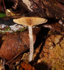 Galerina patagonica
