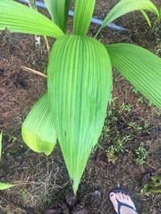 Molineria capitulata