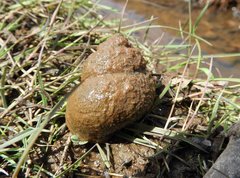 Cipangopaludina malleata