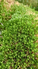 Scleranthus singuliflorus