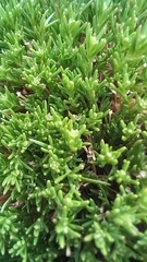 Scleranthus singuliflorus