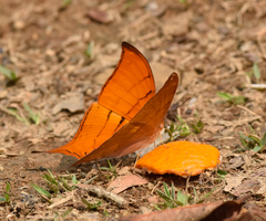 Marpesia tutelina