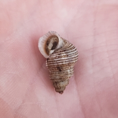 Tudora megacheilos