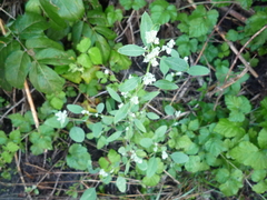 Chenopodium betaceum