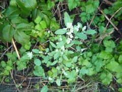Chenopodium betaceum