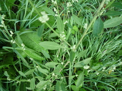 Chenopodium betaceum