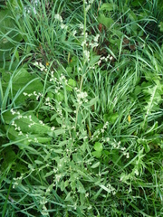Chenopodium betaceum