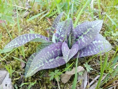 Dactylorhiza fuchsii
