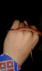 Oxyrhopus melanogenys