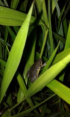 Elachistocleis muiraquitan