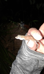 Anolis fuscoauratus