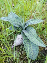Dactylorhiza fuchsii