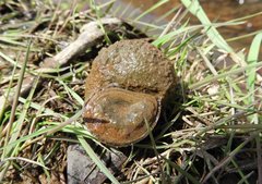 Cipangopaludina malleata