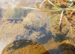 Cipangopaludina malleata