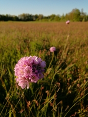 Armeria maritima elongata