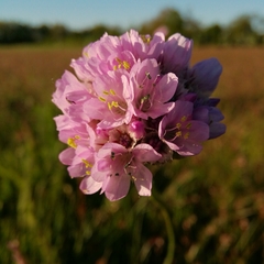 Armeria maritima elongata
