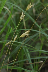 Bromus commutatus