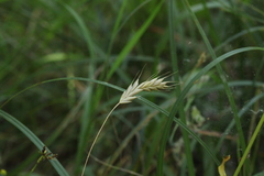 Bromus commutatus