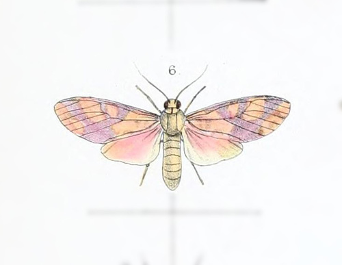 Phaeomolis obscurata